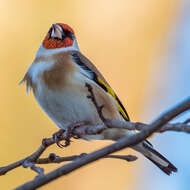 Image of European Goldfinch