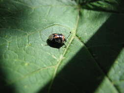 Image of Twice-stabbed Stink Bug