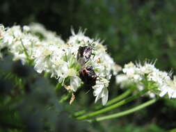 Image of Twice-stabbed Stink Bug