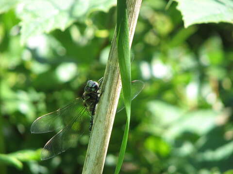 Image of Variable Darner