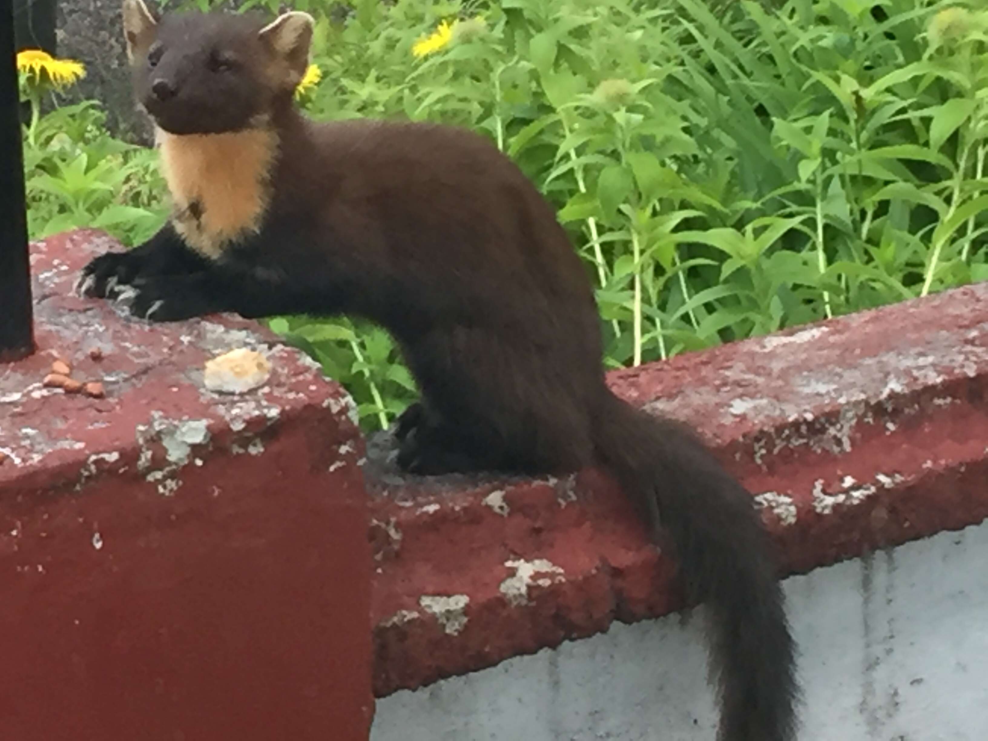 Image of European Pine Marten