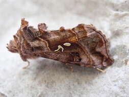 Imagem de Autographa pulchrina Haworth 1802