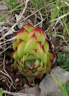 Image of Sempervivum marmoreum Griseb.