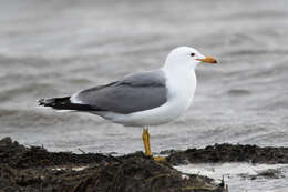 Image of California Gull