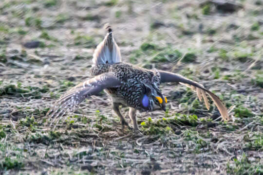 Image of Sharp-tailed Grouse