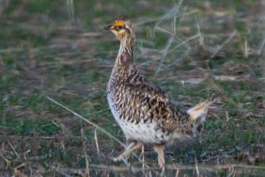 Image of Sharp-tailed Grouse