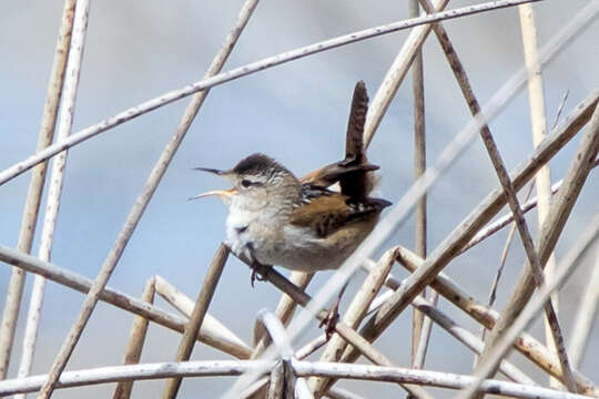 Image of Marsh Wren