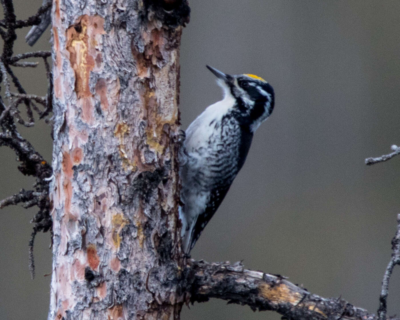 Image of American Three-toed Woodpecker