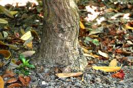 Image of Tree Rhododendron