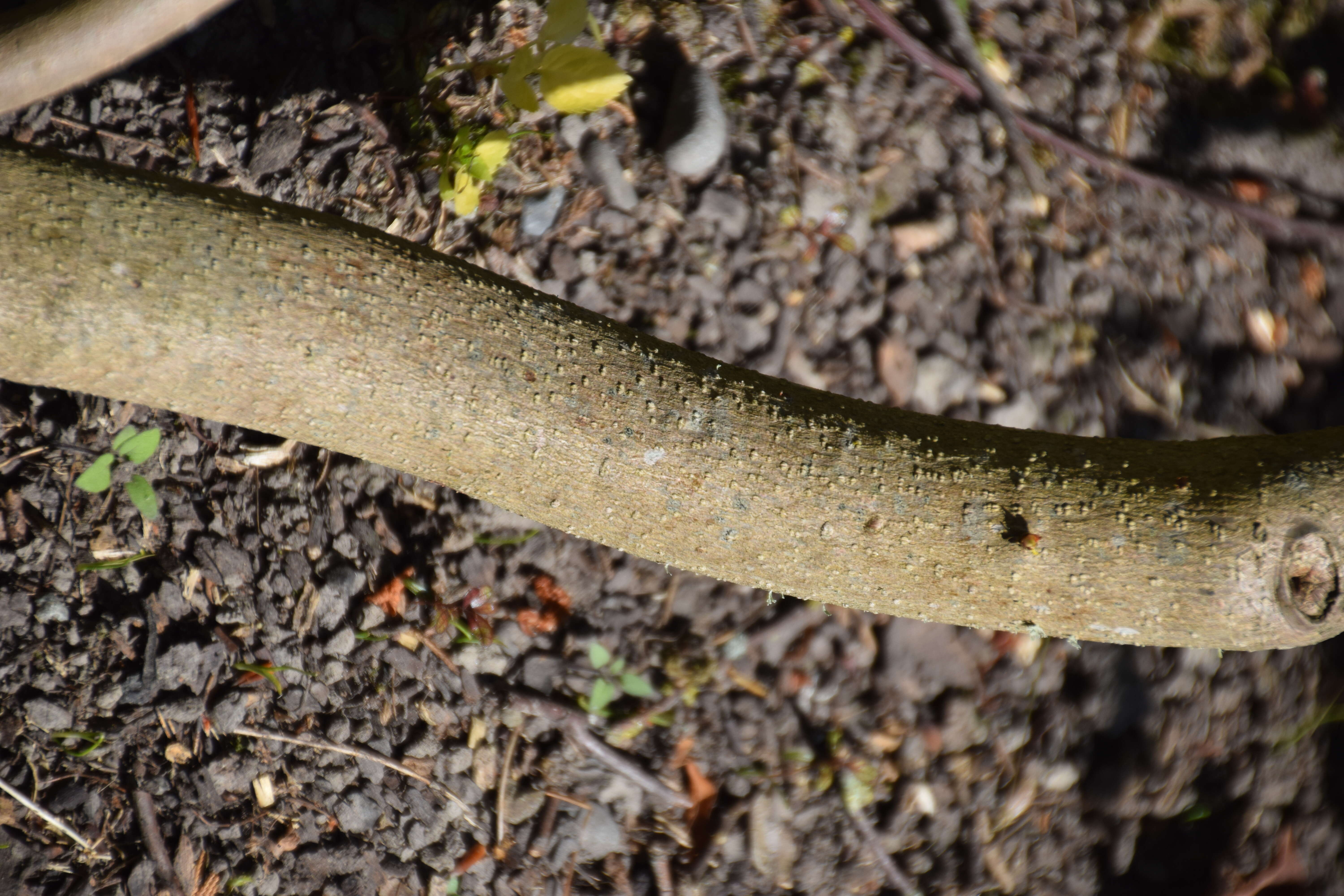 Image of Trochodendron