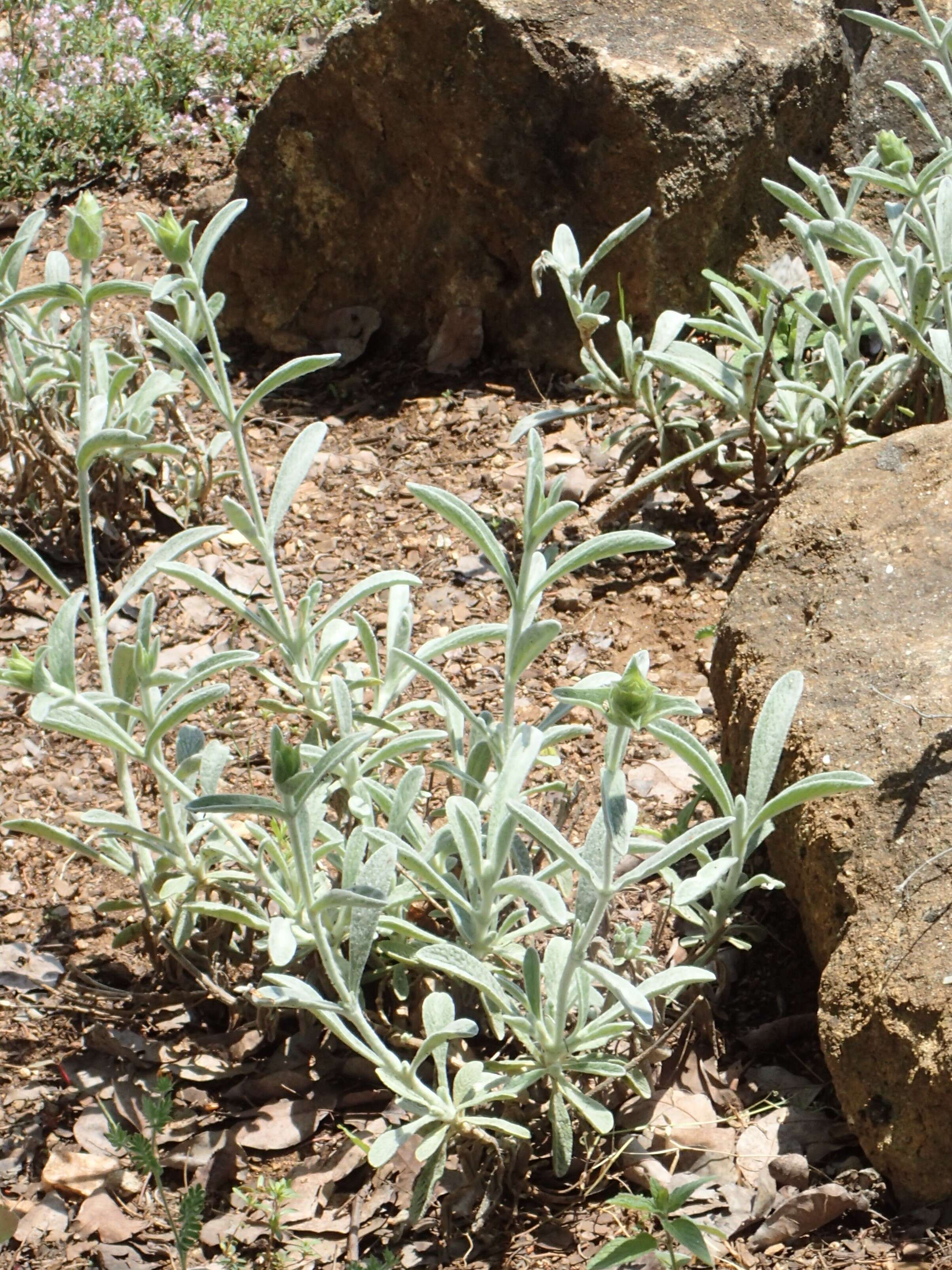 Image de Sideritis syriaca L.