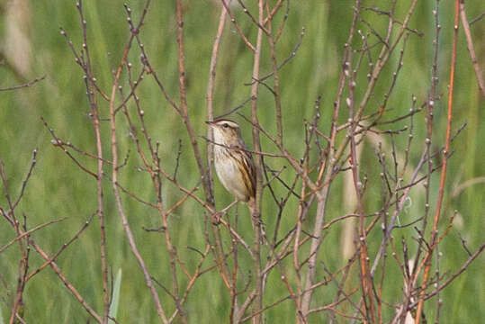 Image of Aquatic Warbler