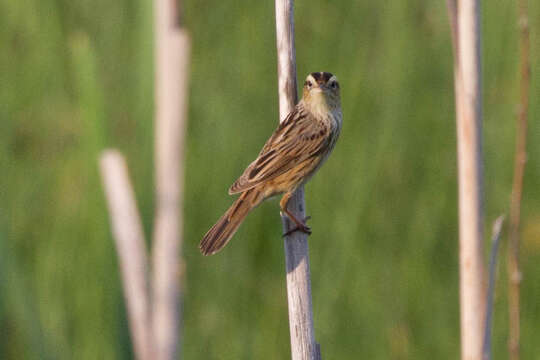 Image of Aquatic Warbler