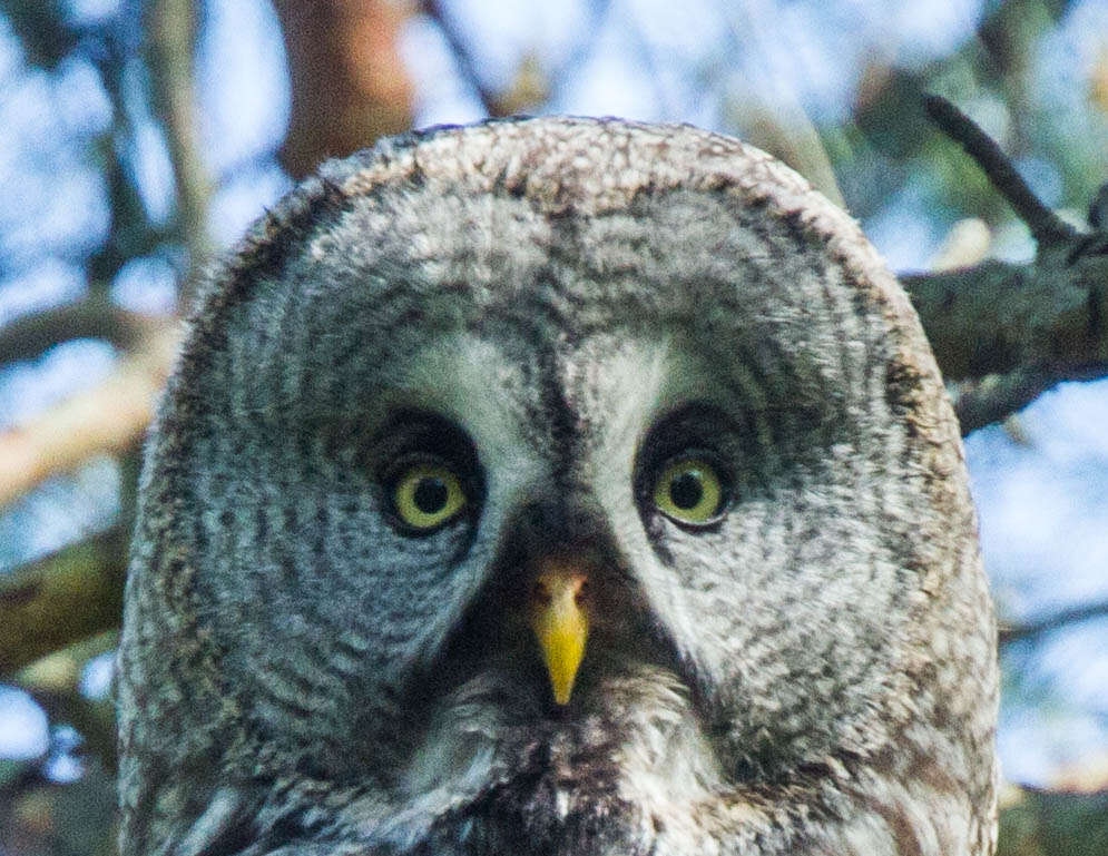 Image of Great Gray Owl