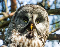 Image of Great Gray Owl