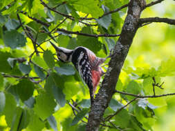 Image of White-backed Woodpecker