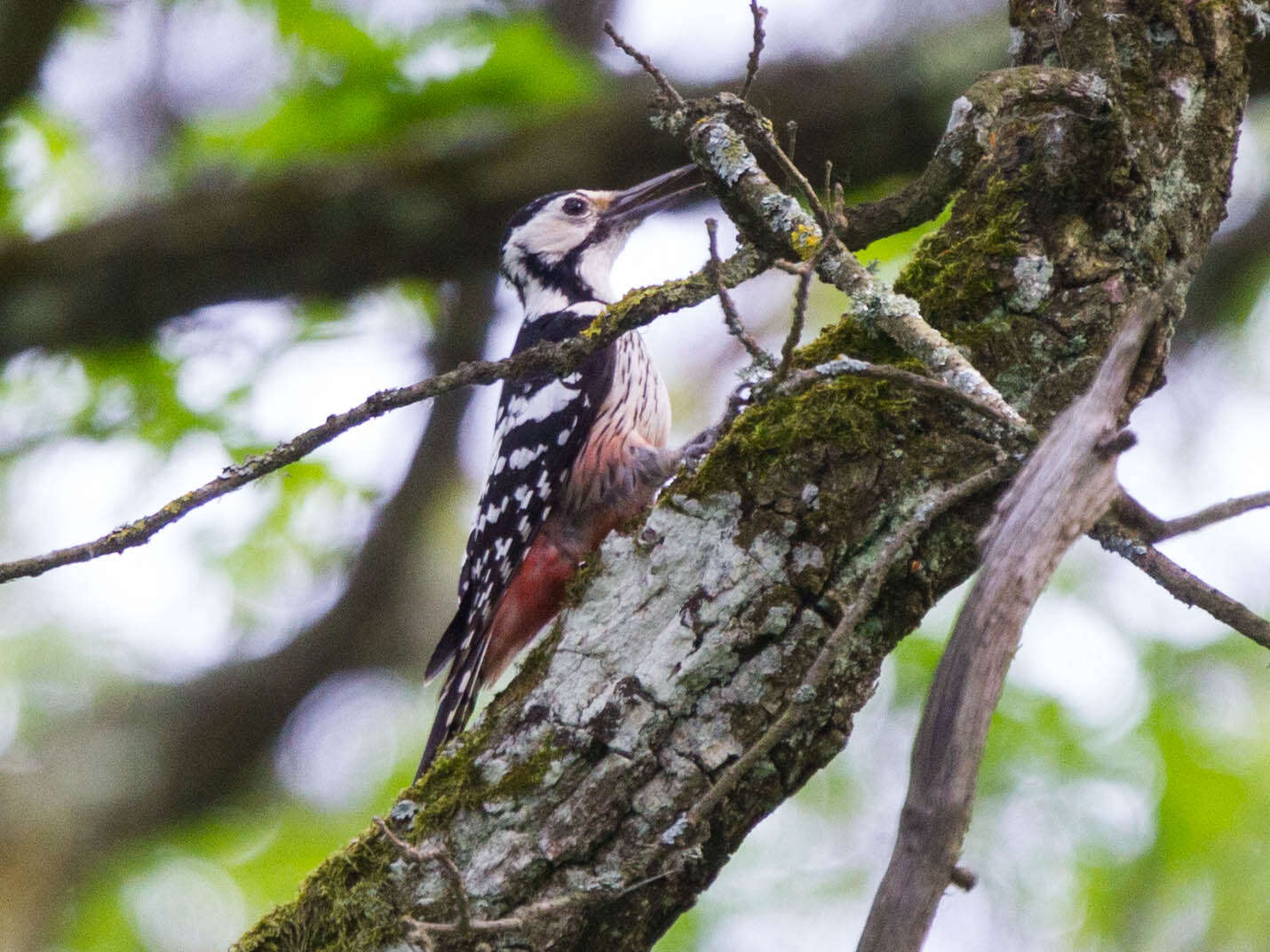 Image of White-backed Woodpecker