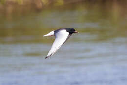 Image of White-winged Black Tern