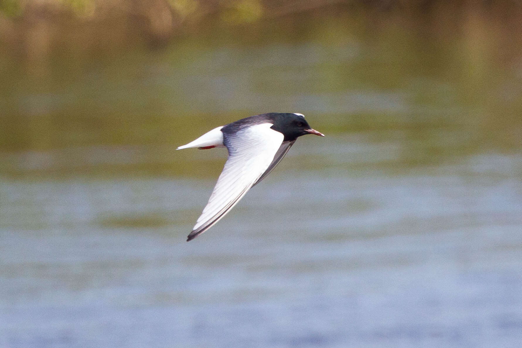 Image of White-winged Black Tern