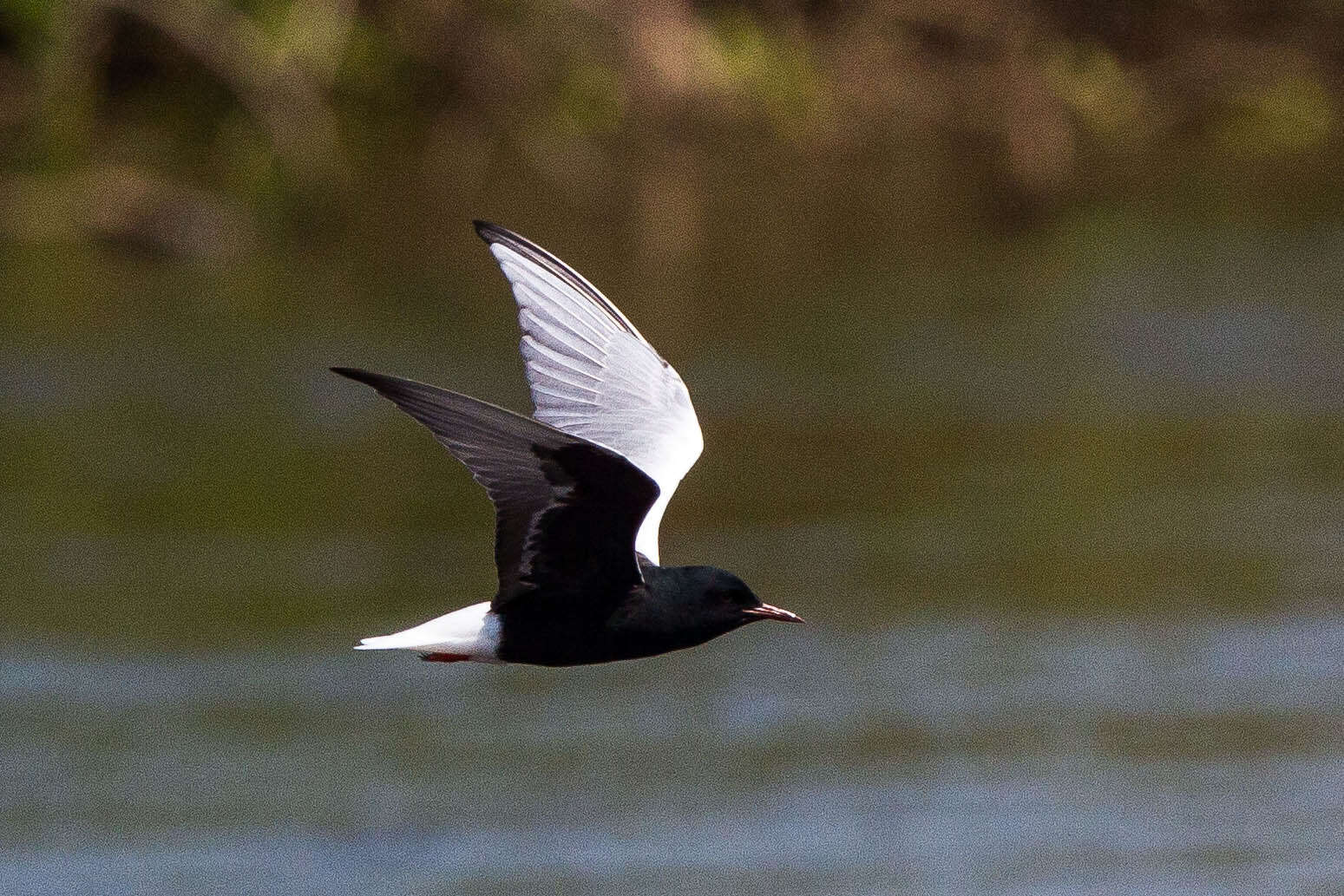 Image of White-winged Black Tern