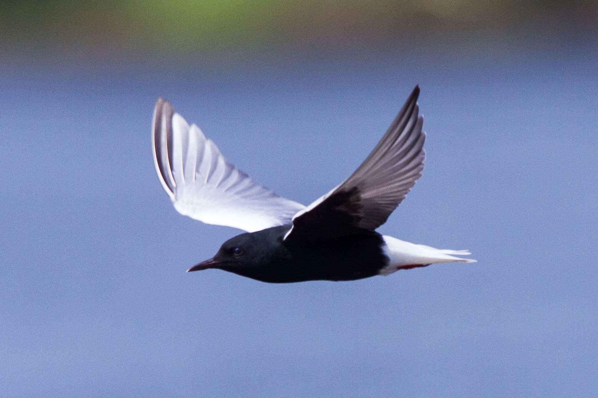 Image of White-winged Black Tern