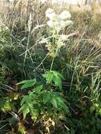 Image of Meadowsweet