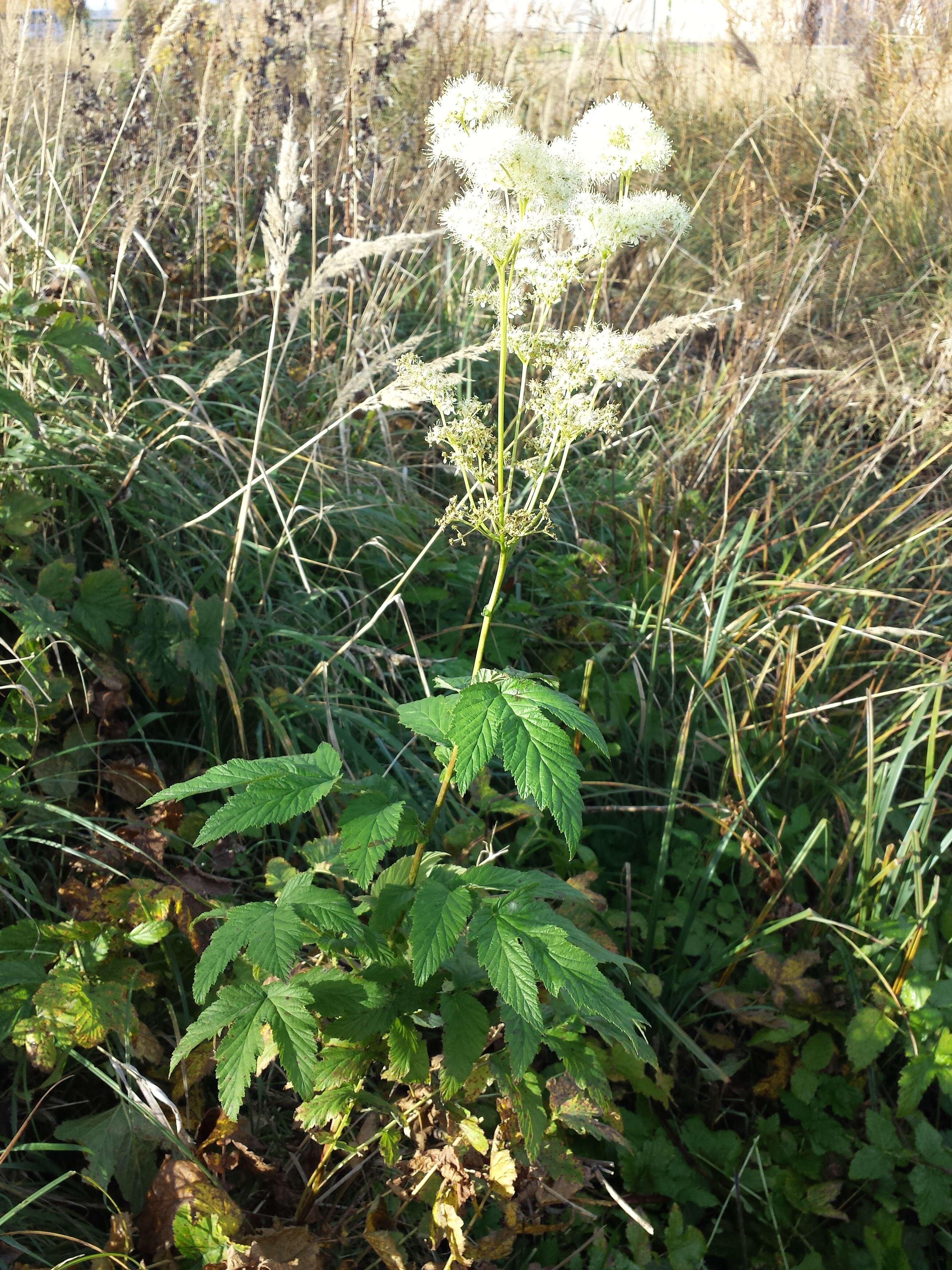 Image of Meadowsweet