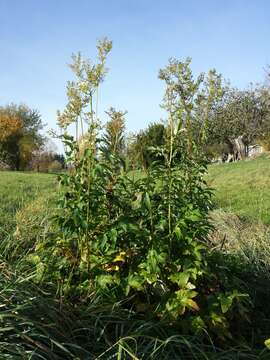 Image of Meadowsweet