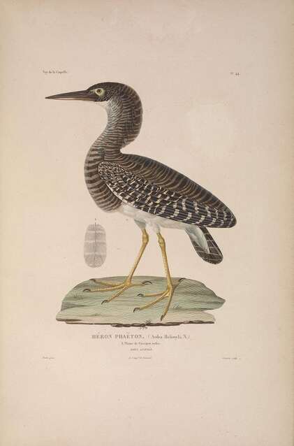 Image of Forest Bittern