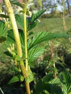 Image of Meadowsweet