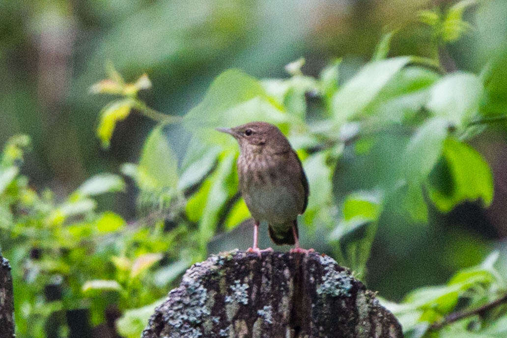 Image of Eurasian River Warbler