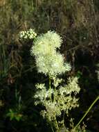 Image of Meadowsweet