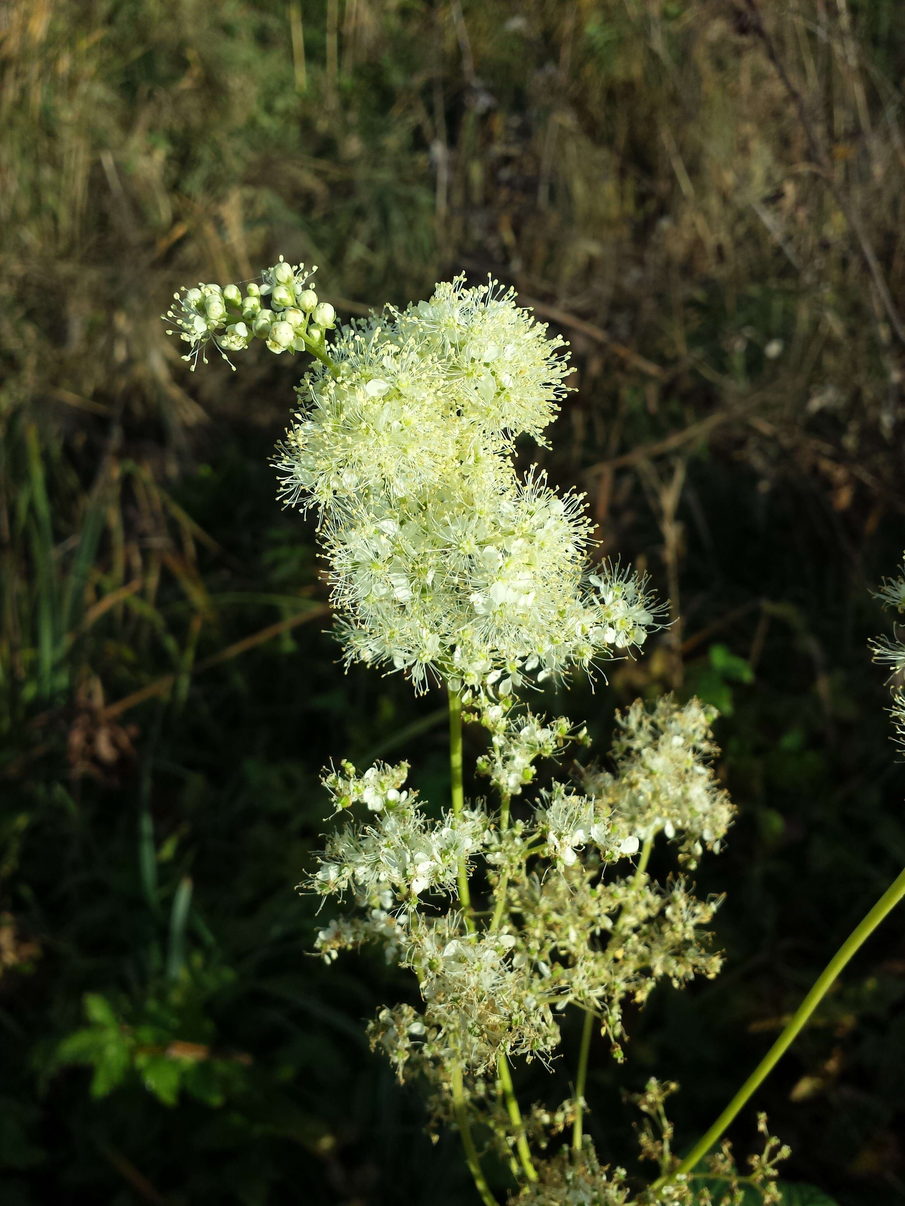 Image of Meadowsweet