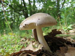 Image of Amanita vaginata (Bull.) Lam. 1783