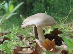 Image of Amanita vaginata (Bull.) Lam. 1783