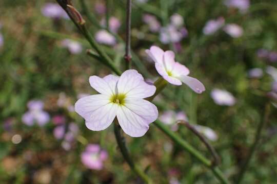 Image de Malcolmia maritima (L.) W. T. Aiton