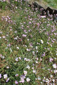 Image de Malcolmia maritima (L.) W. T. Aiton