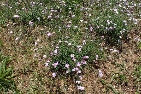 Image de Malcolmia maritima (L.) W. T. Aiton