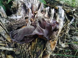 Image of ear fungus