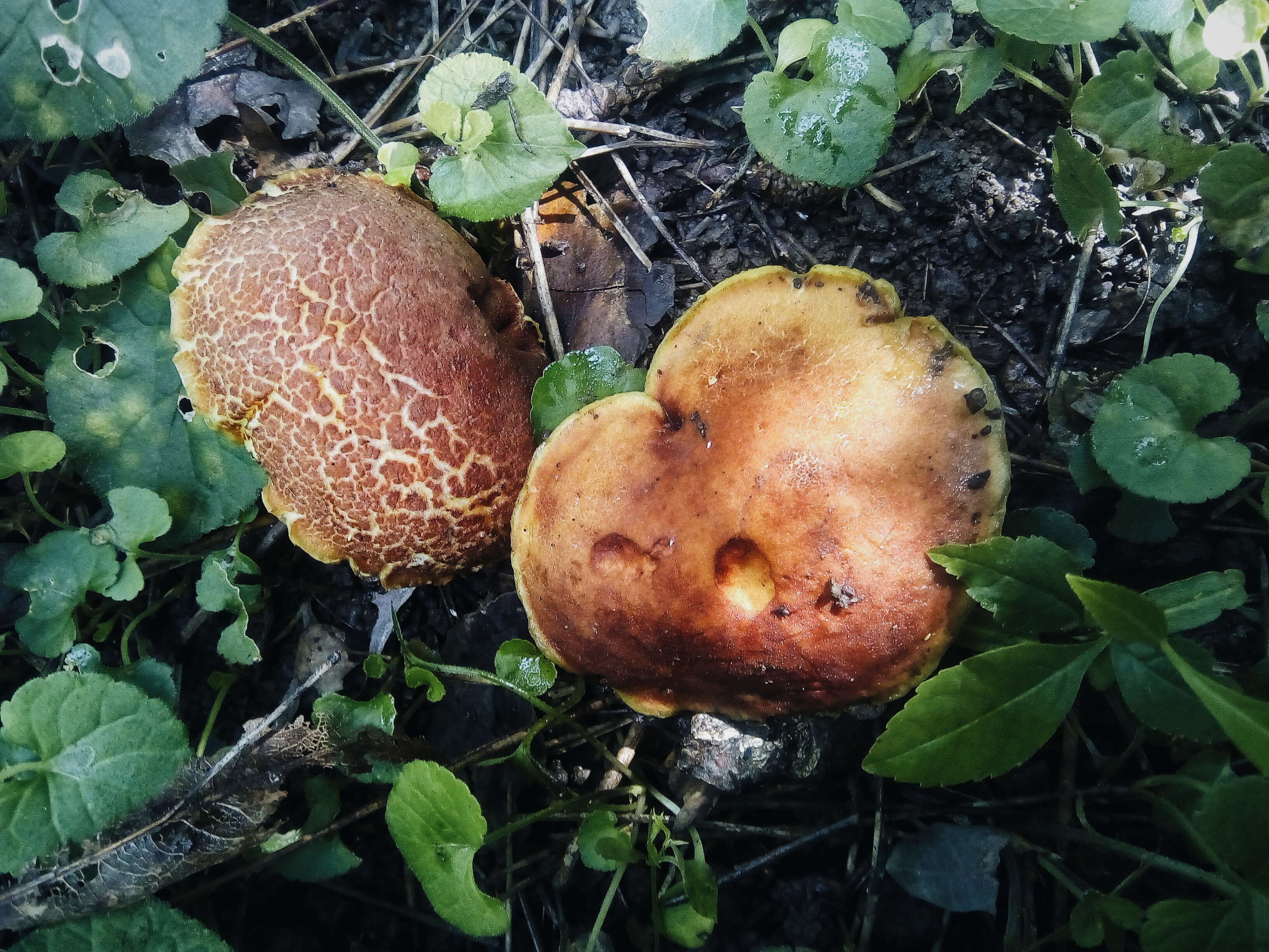 Image of Rheubarbariboletus