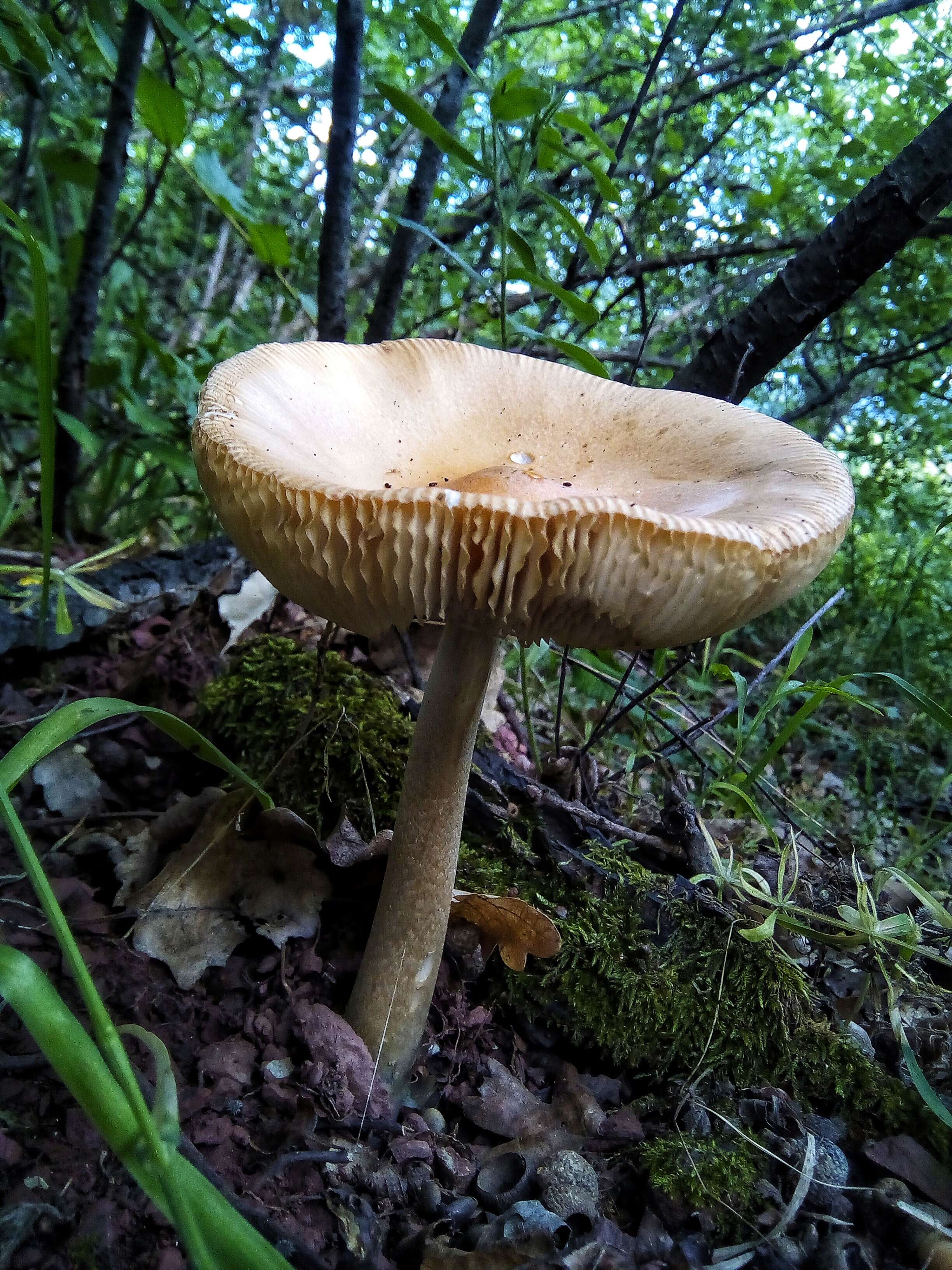 Image of Amanita vaginata (Bull.) Lam. 1783