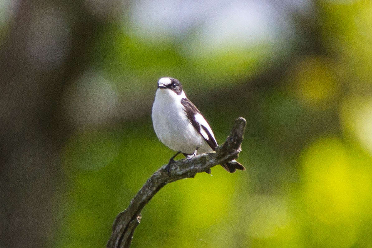 Image of Collared Flycatcher