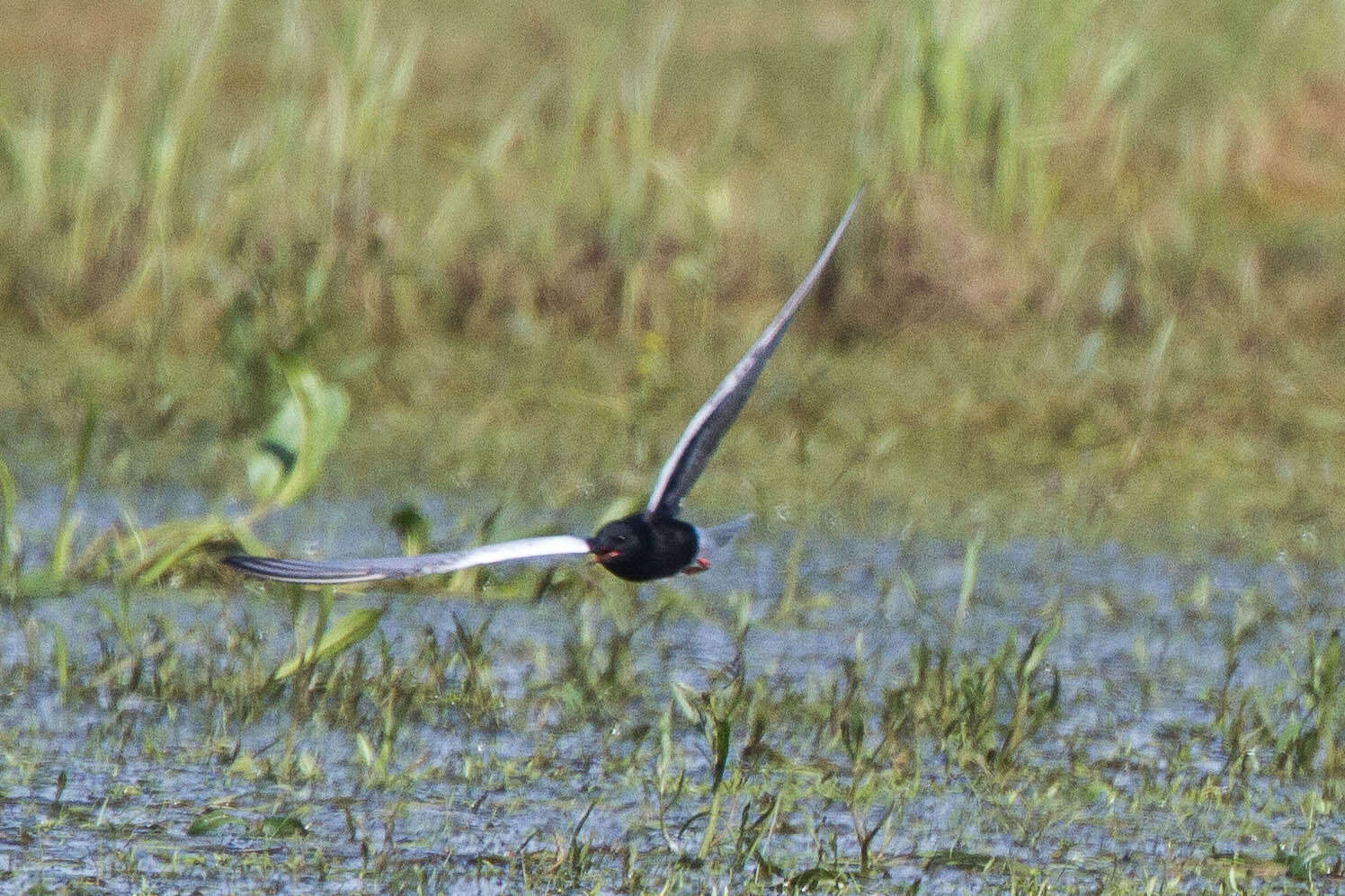 Image of White-winged Black Tern