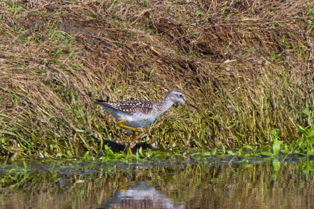 Image of Wood Sandpiper