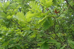 Image of Hungarian Oak