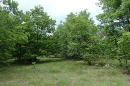 Image of Hungarian Oak