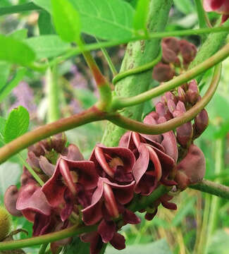 Image of groundnut