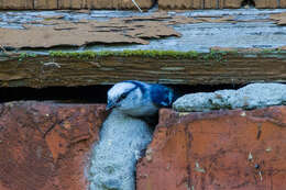 Image of Azure Tit