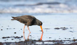 Image of Sooty Oystercatcher