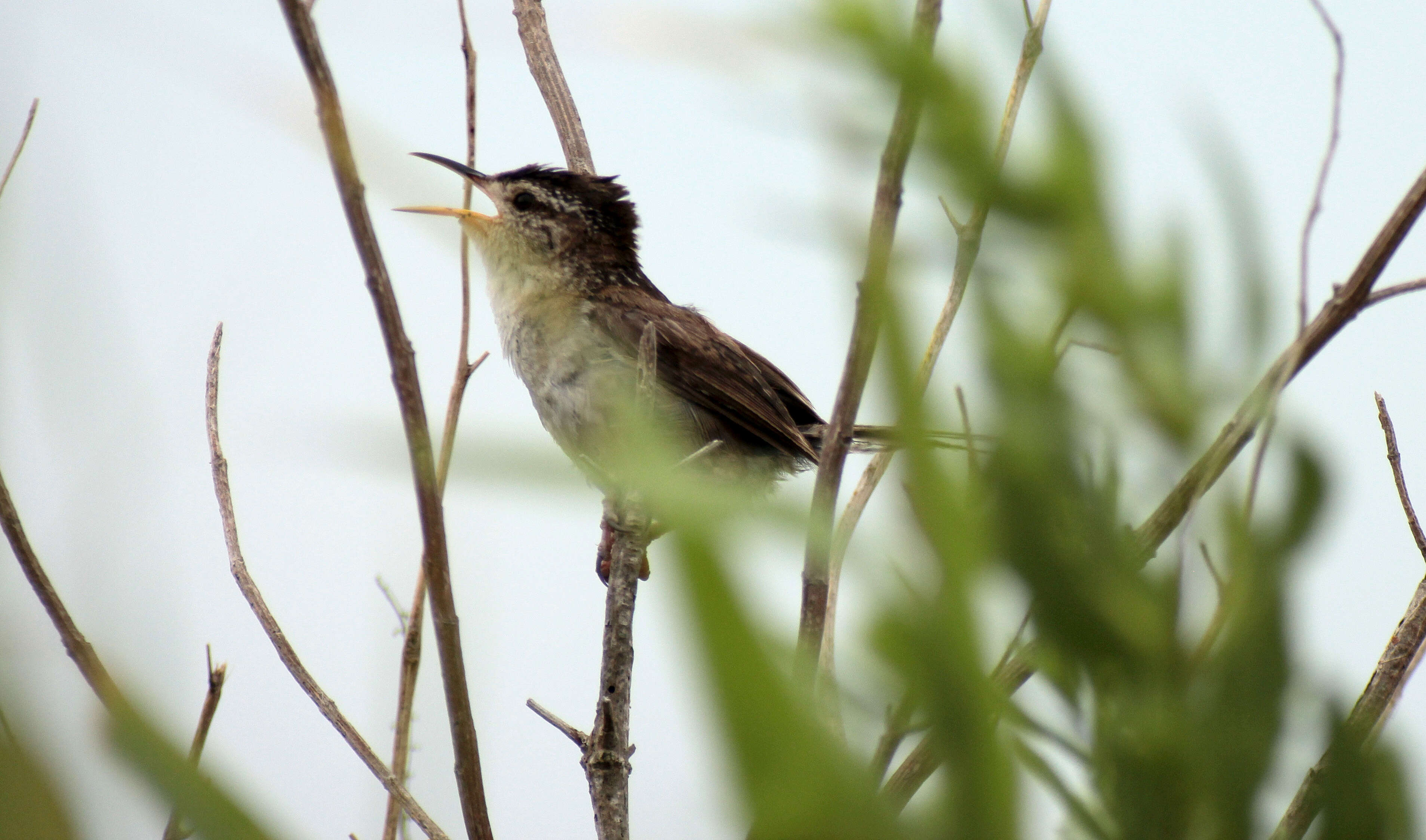 Image of Marsh Wren